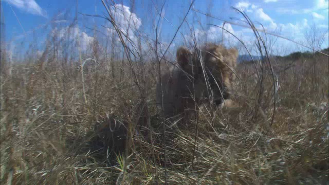 在深草丛中追踪非常年轻的非洲狮幼崽走向摄像机视频素材