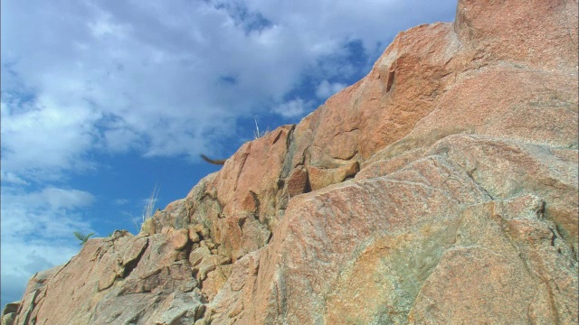 洛杉矶，非常年轻的非洲狮幼崽爬上岩石露头视频素材