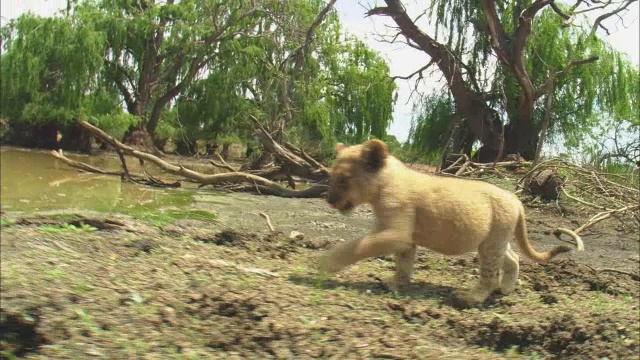 WS跟踪非常年轻的非洲狮幼崽走到摄像机在河边视频素材