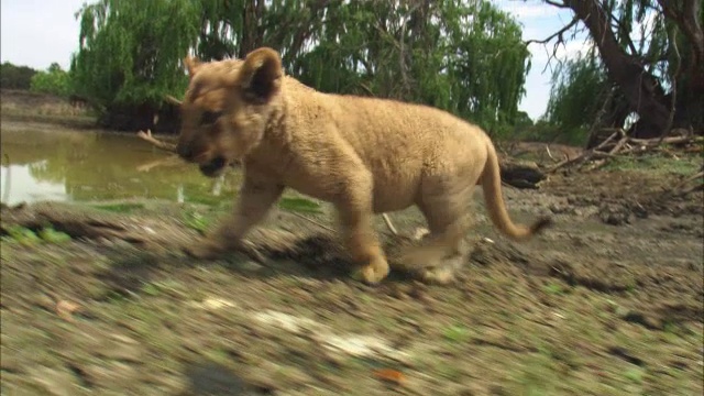 CU跟踪非常年轻的非洲狮幼崽走到河边的摄像机视频素材