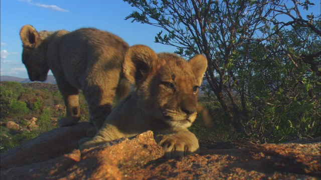两只非常年轻的非洲狮幼崽睡在岩石露头上视频素材