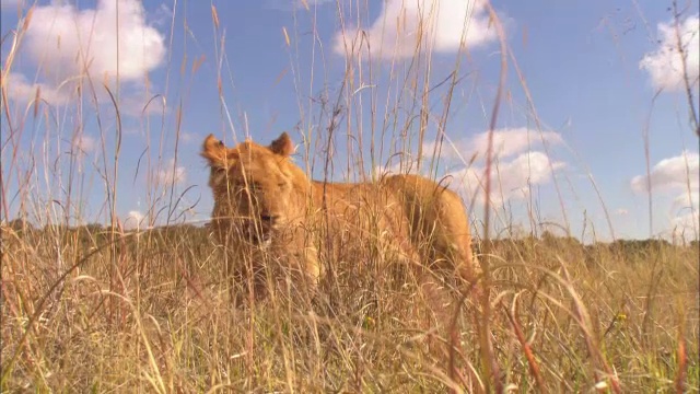 CU跟踪非洲狮幼崽在长草中行走视频素材