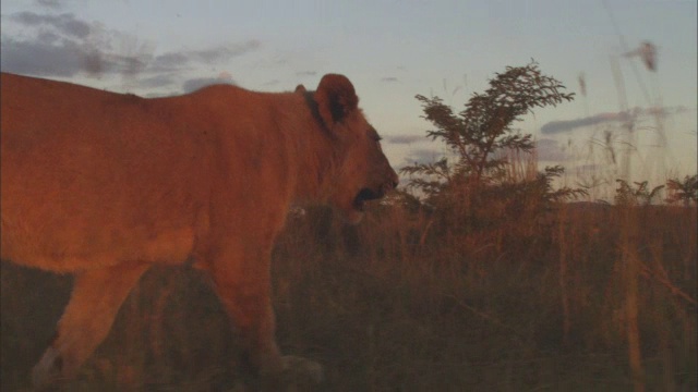 在夕阳的照耀下，非洲狮幼崽穿过长长的草丛视频素材