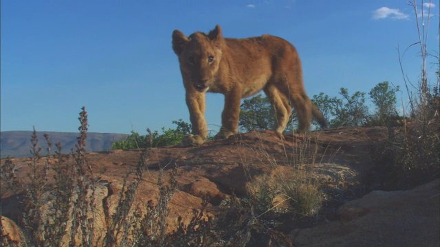 跟踪非常年轻的非洲狮幼崽，因为它走到相机和经过岩石露头视频素材