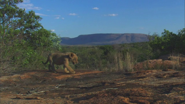 非常年轻的非洲狮幼崽在岩石露头上走向摄像机视频素材