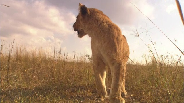 追踪在草丛中奔跑的非洲狮幼崽视频素材