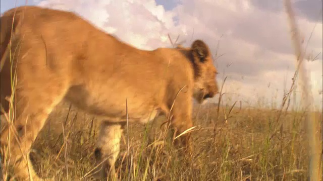 追踪在草丛中行走的非洲狮幼崽视频素材
