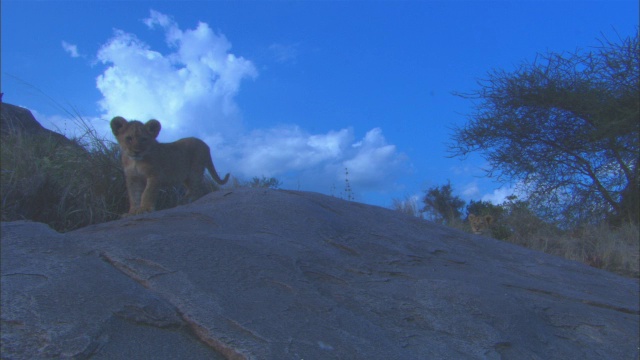 PAN和两只在岩石上玩耍的非洲狮幼崽视频素材