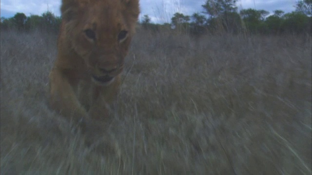 非洲狮幼崽在草丛中行走视频素材