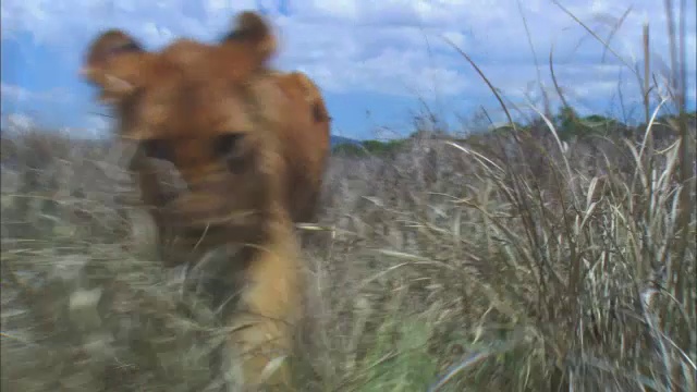 非洲狮幼崽在草丛中行走视频素材