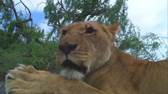 一只非洲母狮子离摄像机很近，正在四处张望视频素材