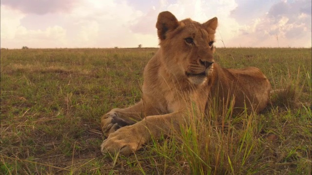 非洲狮幼崽躺在草地上，它站起来走了视频素材