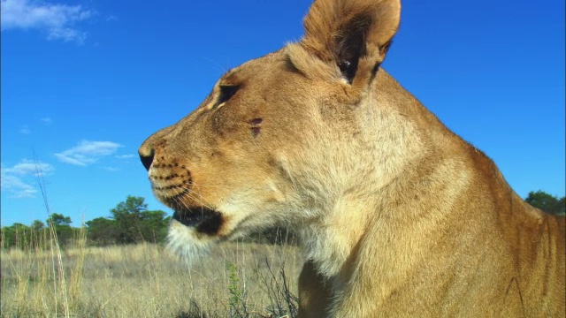一只非洲母狮子在草丛中四处张望视频素材