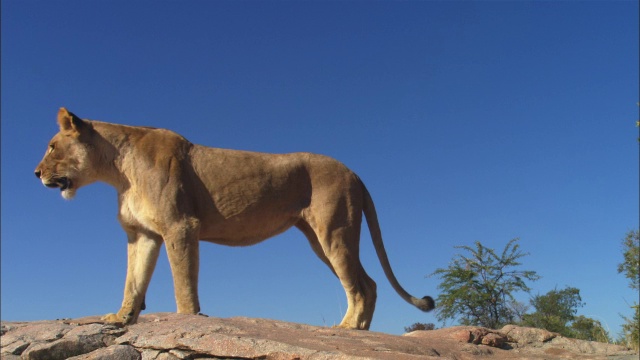 一只非洲狮从露出地面的岩石上聚精会神地环顾四周视频下载