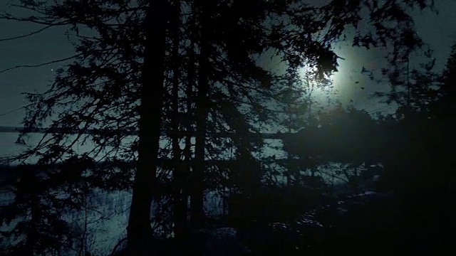 夜晚的森林视频下载