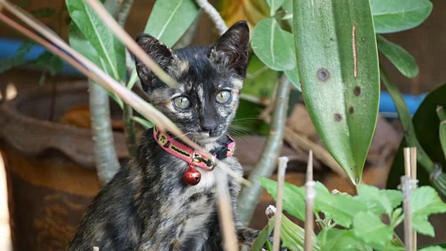 条纹猫坐在花园里视频下载