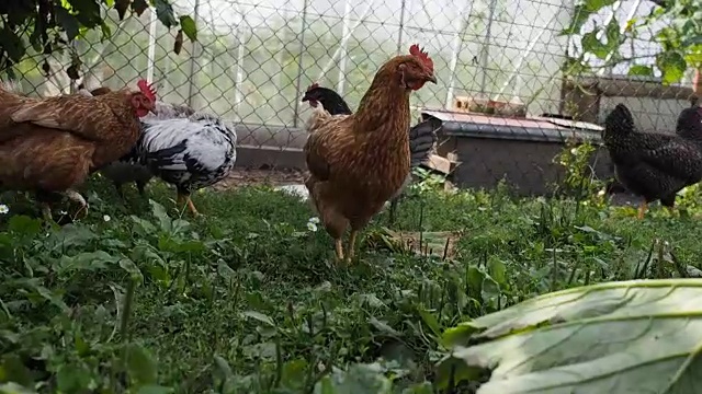 放养的公鸡和小鸡在花园里吃草视频素材