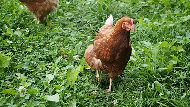 在花园里放养的母鸡在吃草视频素材