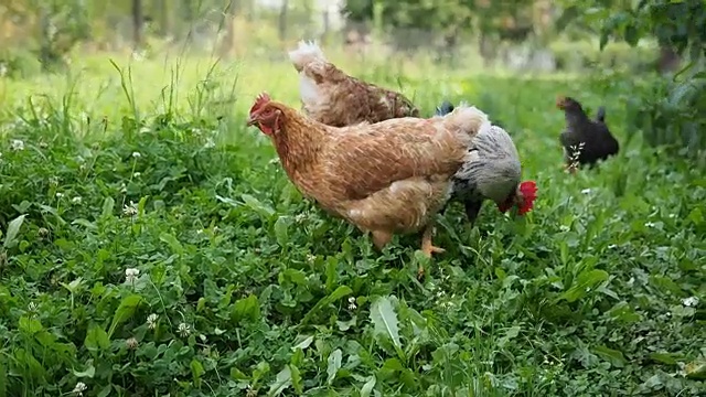 放养的公鸡和小鸡在花园里吃草视频素材