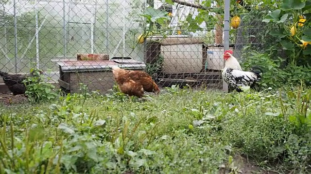 放养的鸡和公鸡在花园里吃草视频素材