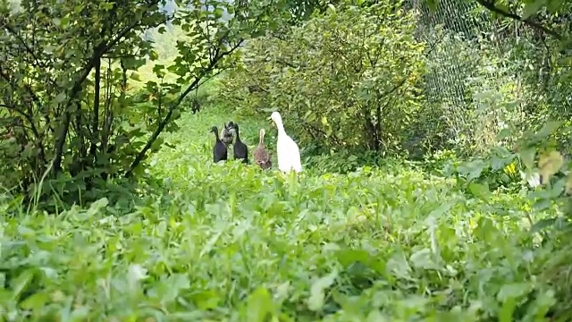 野鸭在花园里奔跑视频素材