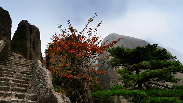 红叶和松树在山顶视频素材