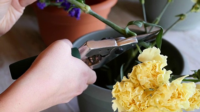 在花店工作的年轻妇女修剪切花的茎视频下载