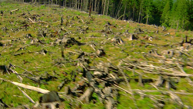 空中飞机的观点，森林砍伐山坡树桩森林/奥林匹克半岛视频下载