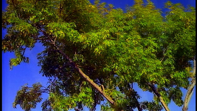 低角度中速拍摄，随季节变化对树上生长和脱落的叶子的影响视频素材