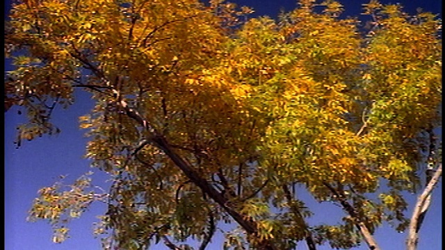 低角度中速拍摄，随季节变化对树上生长和脱落的叶子的影响视频素材
