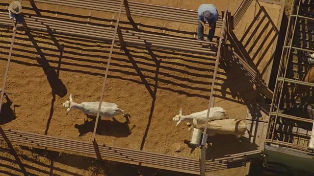 澳大利亚:牲畜卡车视频下载