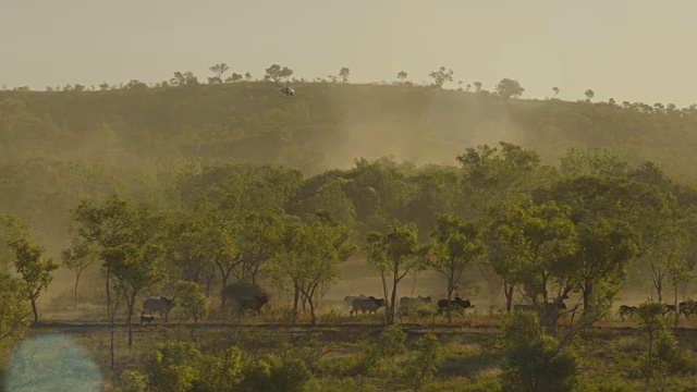 澳大利亚:奶牛和直升机牛仔视频下载