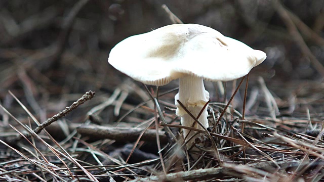 野外生长的蘑菇特写镜头视频素材