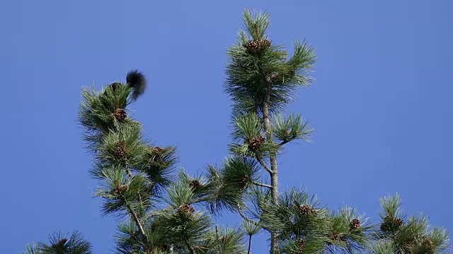 艾伯特的松鼠在松树上跳跃，科罗拉多州莫里森的猎鹰山公园视频下载