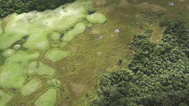 刚果:阿利马河周围草地的图形视频下载