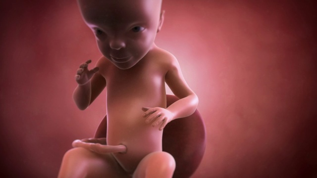 人类胎儿，第26周视频下载