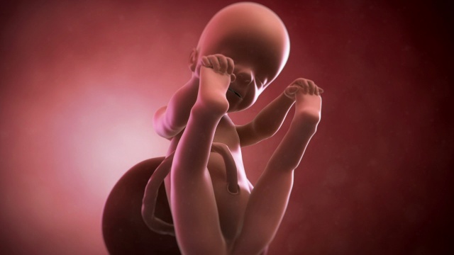 人类胎儿，第25周视频下载