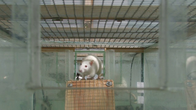 实验室老鼠探索视频素材