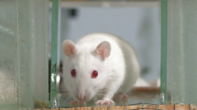 实验室的老鼠视频素材