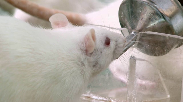 实验室老鼠喝视频素材