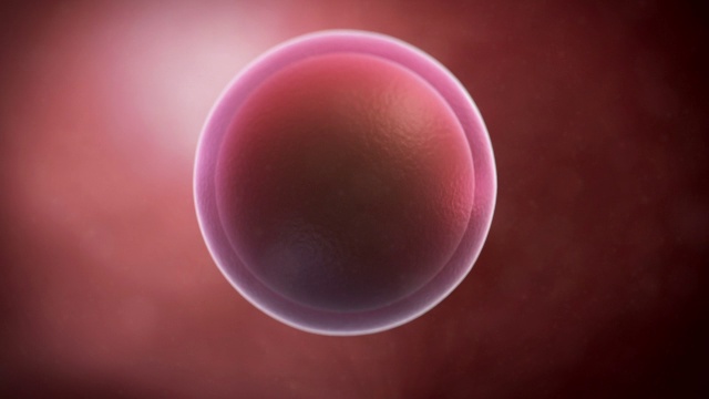 人类卵细胞，动画视频素材