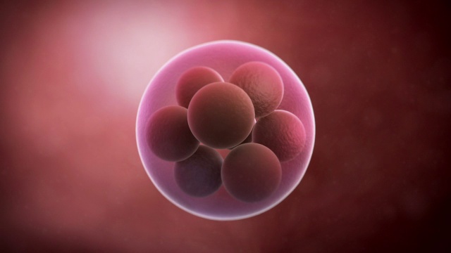八细胞胚胎视频下载