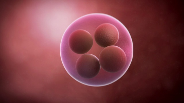 4个胚胎视频下载