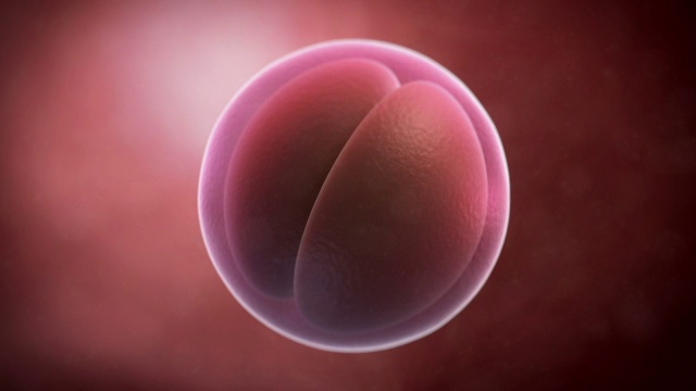 两个胚胎视频下载