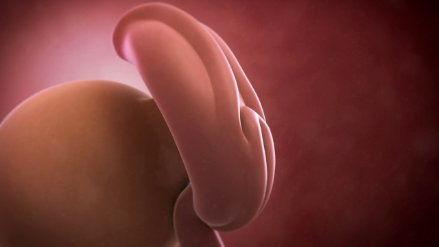人类胚胎，第四周视频下载