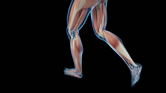 慢跑者的肌肉系统视频素材