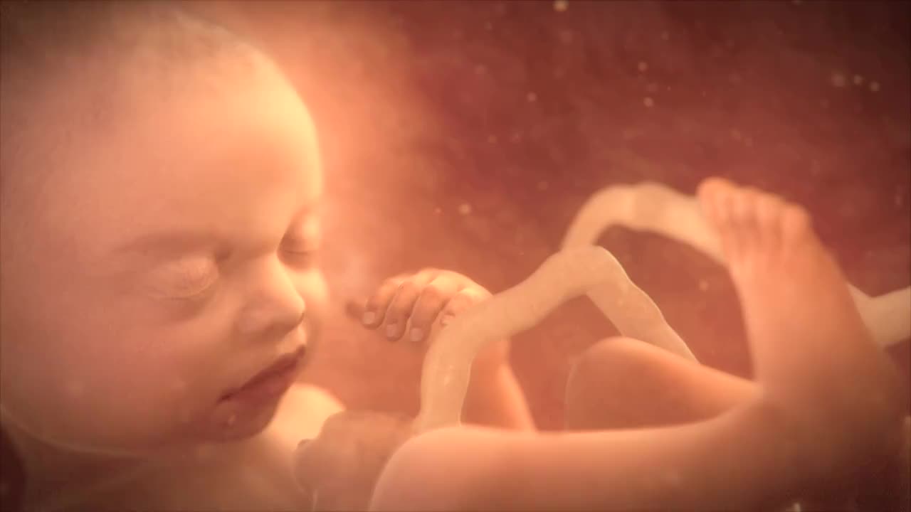 人类胎儿动画视频下载