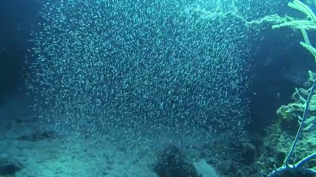 磷虾视频下载