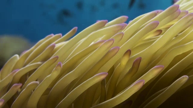 摇动的海葵触须视频下载