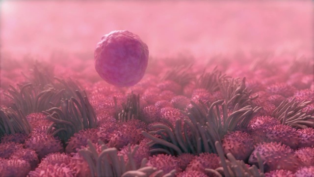 “输卵管中的卵细胞，动画”视频下载